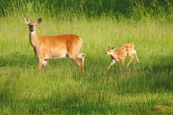 Wait For Me by Deb Oppermann